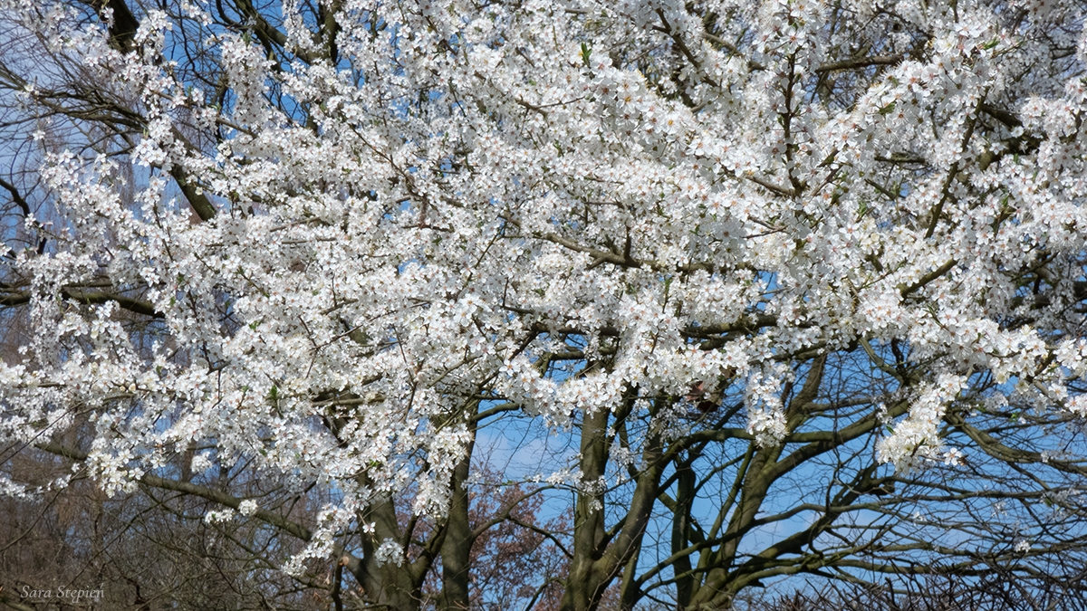 Rozw&oacute;j MXCIII