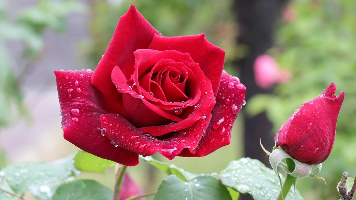 Rozw&oacute;j CMXCVI