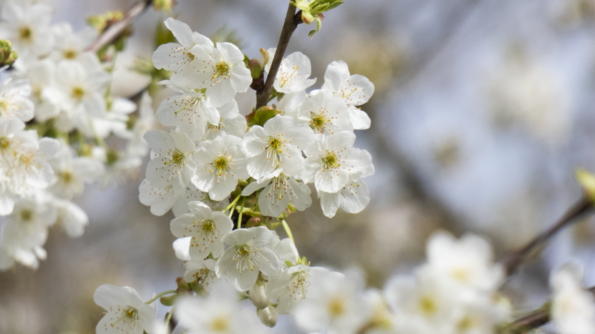 Rozw&oacute;j MCDXIV