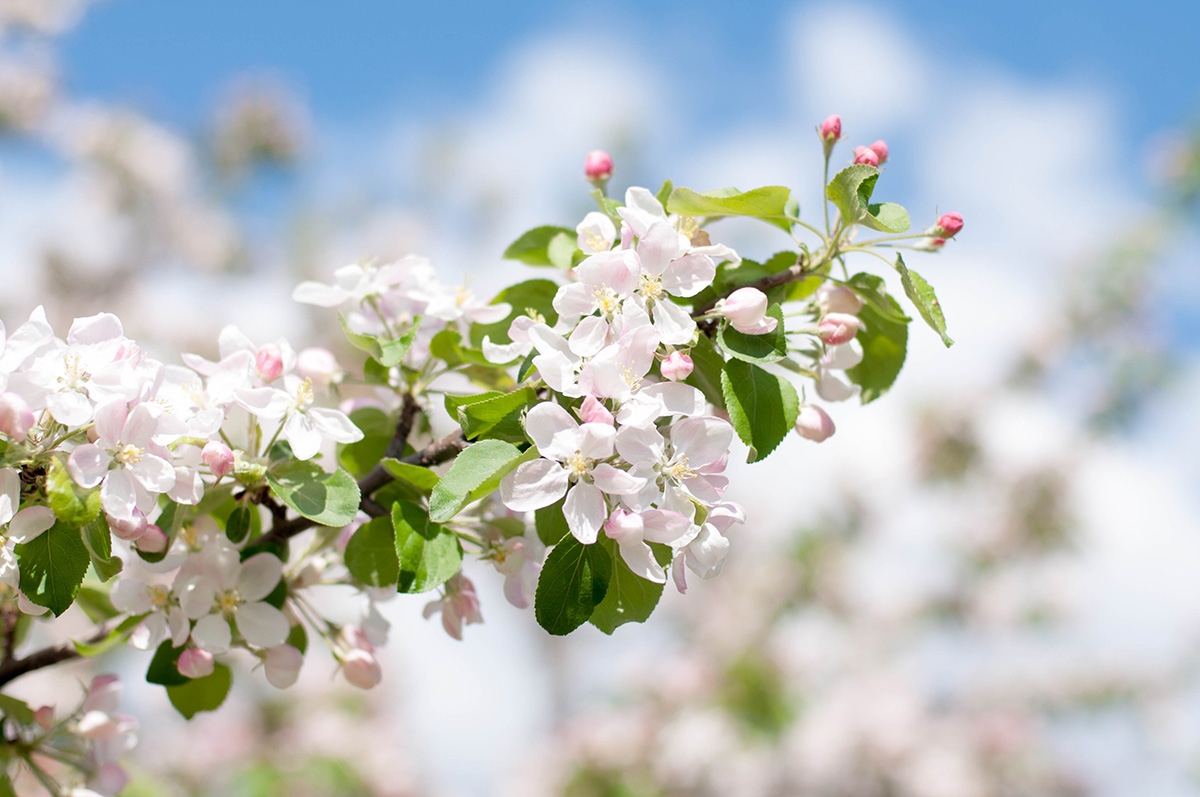 Rozw&oacute;j DCLXXIX