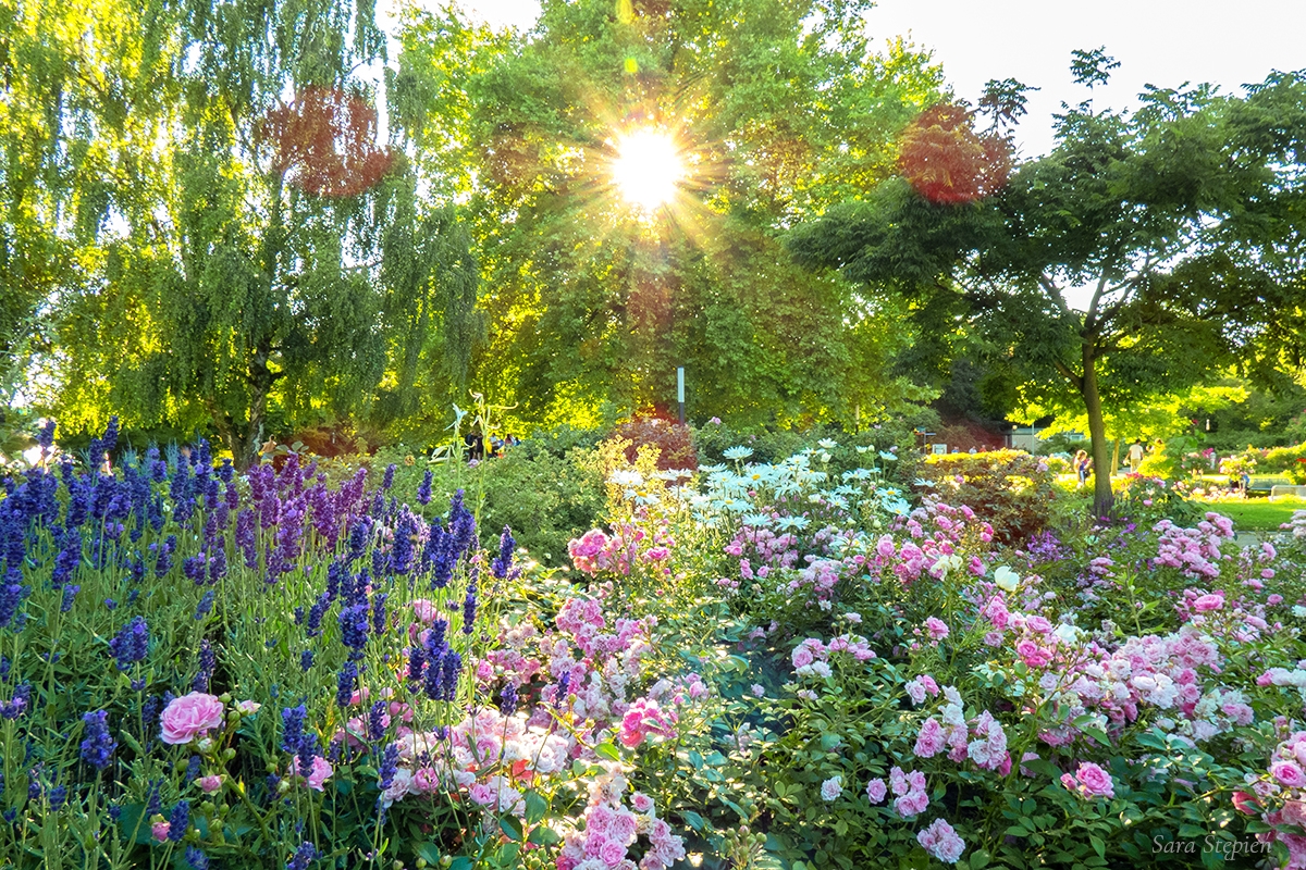 Rozw&oacute;j DCCXXXVII