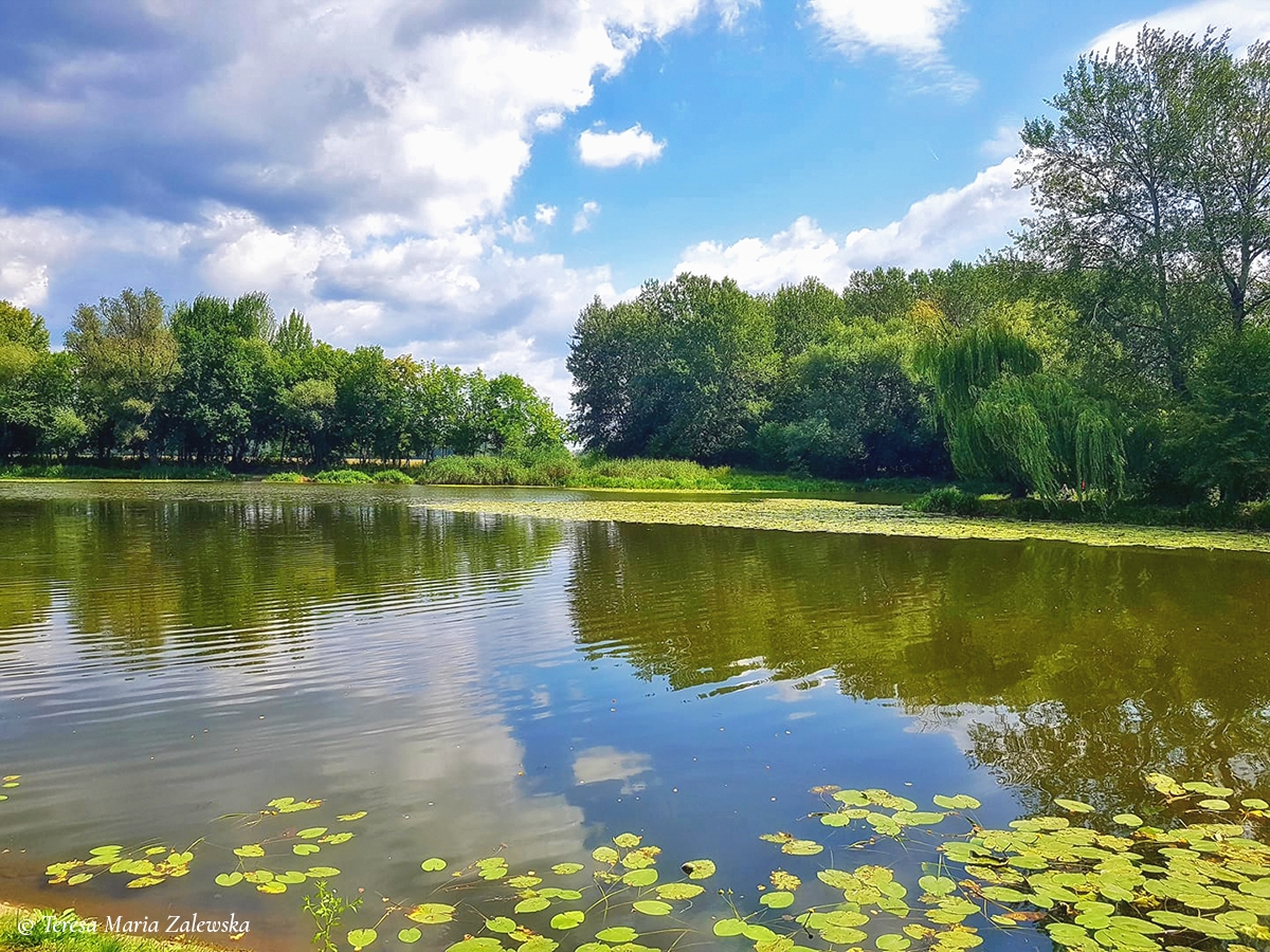 Rozw&oacute;j DLXXXI