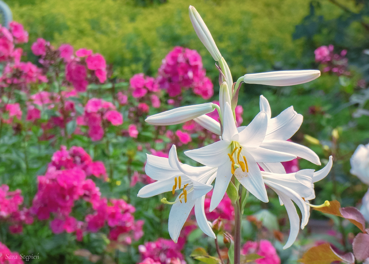 Rozw&oacute;j DCCXLV