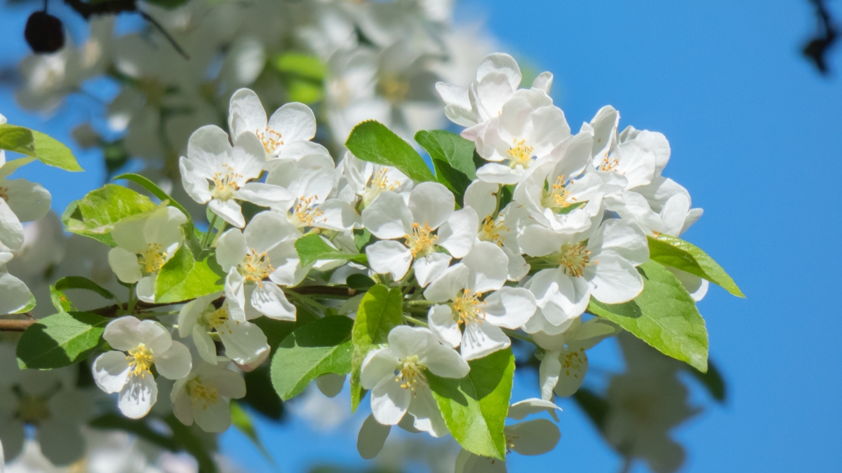 Rozw&oacute;j CCLXVII