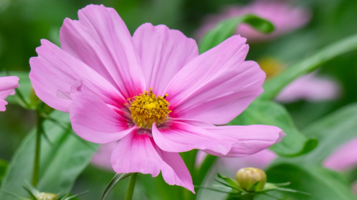 Rozw&oacute;j MDXXIV