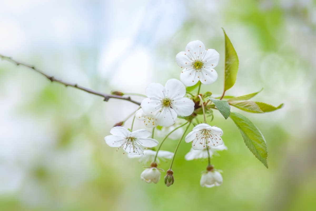 Rozw&oacute;j DCXXVII