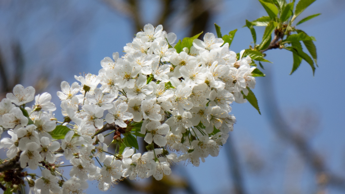 Rozw&oacute;j MCDXVI