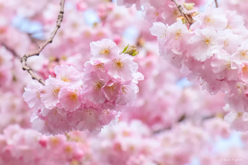 Rozw&oacute;j LXXXIII