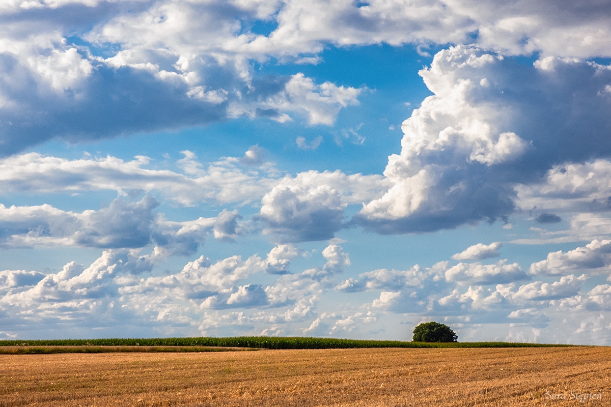 Rozw&oacute;j DCCLIII