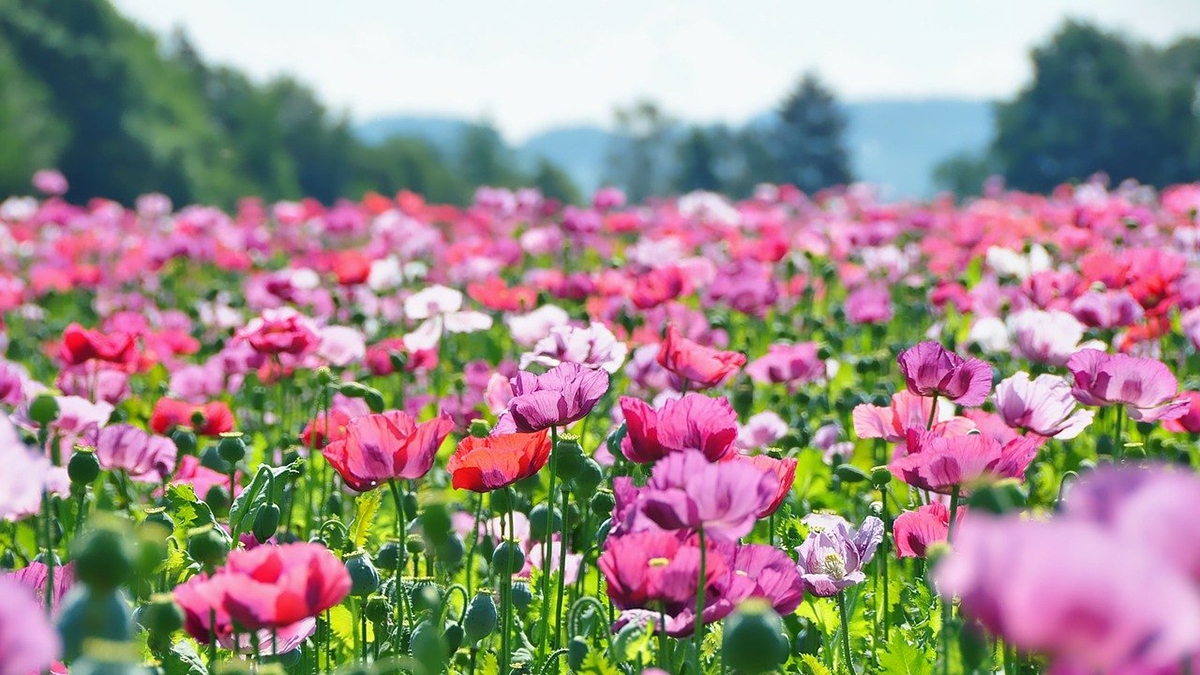 Rozw&oacute;j CXXXIX