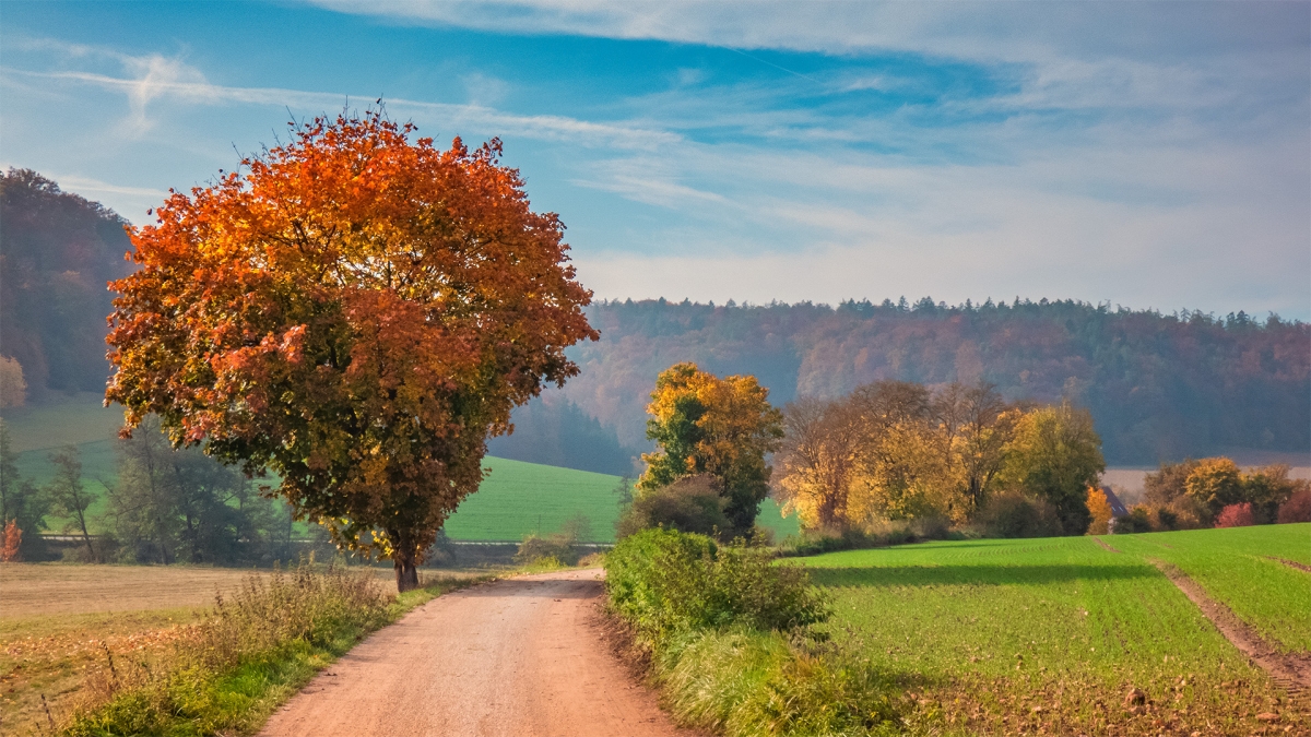 Rozw&oacute;j MCCCXVI