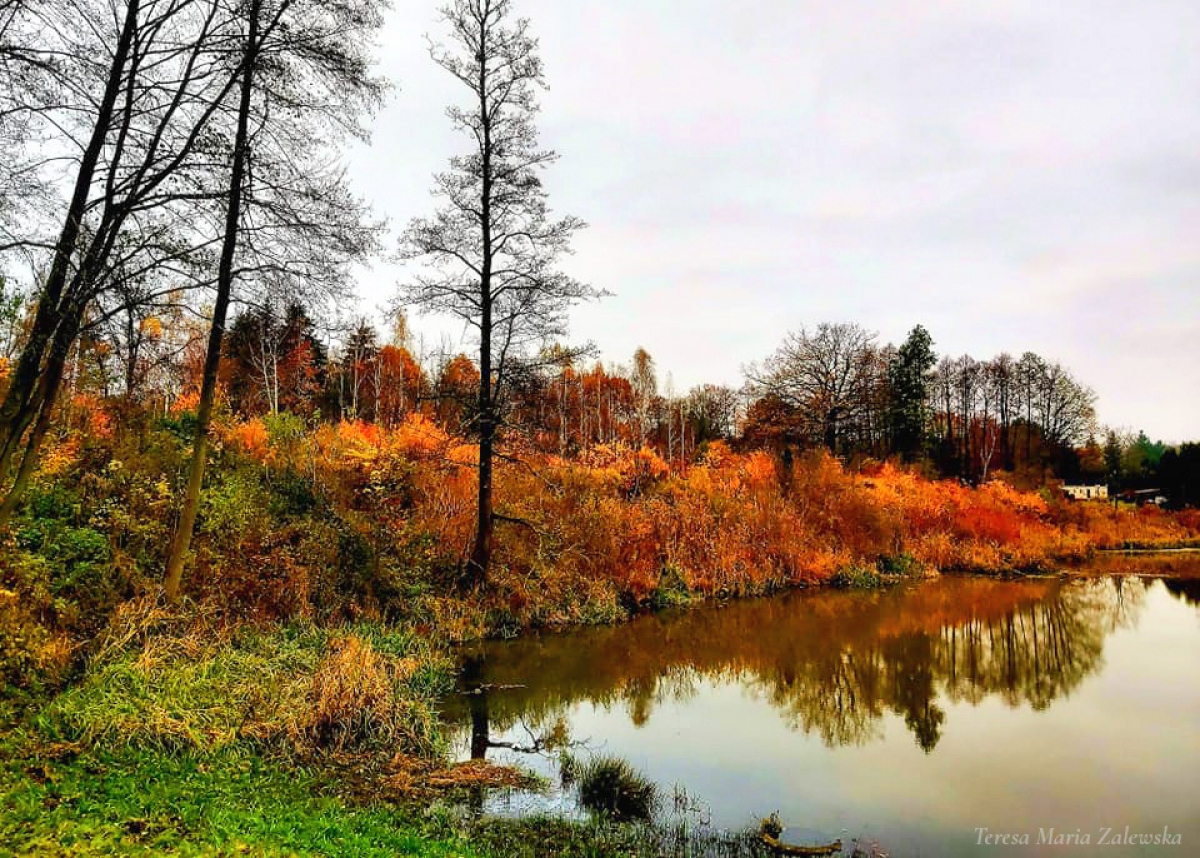 Rozw&oacute;j DCCCXXXII